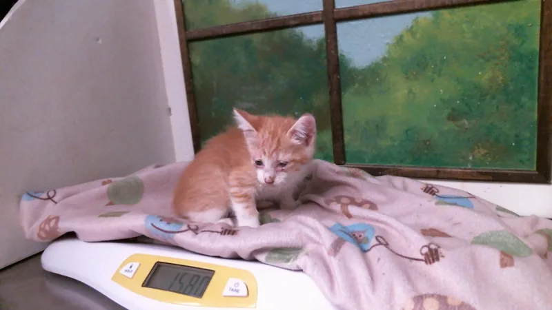 A baby small-sized male Domestic Short Hair cat named Kenny for adoption in Houston, TX