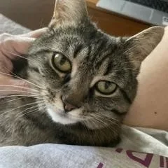 An adult large-sized female Tabby (Brown / Chocolate) Tabby cat named Cupcake for adoption in Plain City, OH