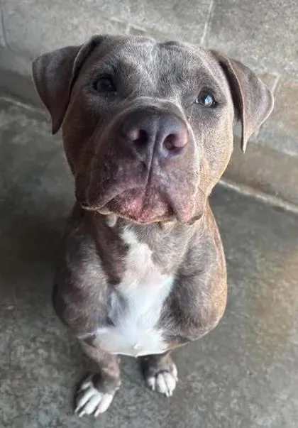 An adult medium-sized male Gray / Blue / Silver American Staffordshire Terrier dog named Smokey for adoption in Munfordville, KY