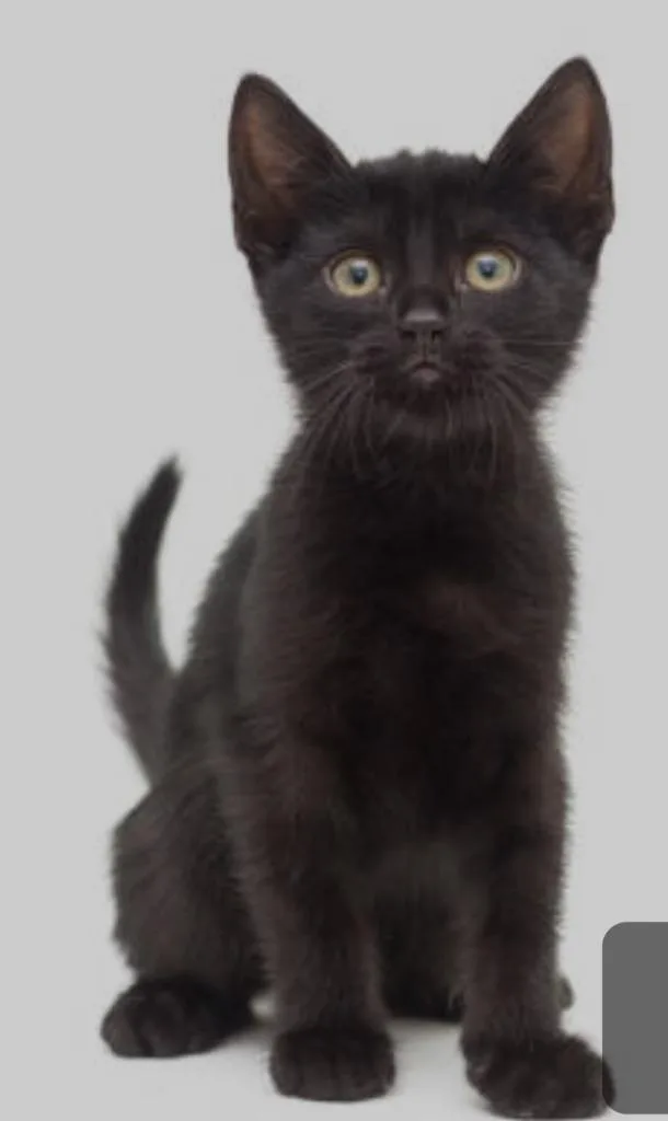 A baby small-sized male Bombay cat named Reggie for adoption in San Antonio, TX