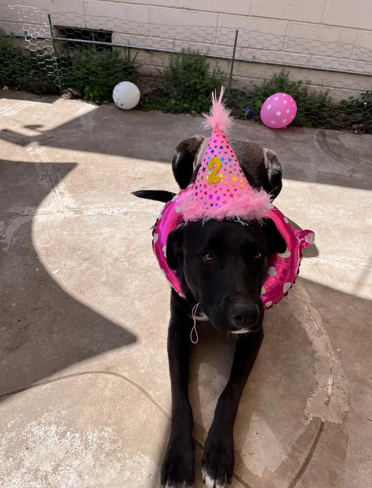 Stella Mccartney thumbnail 5