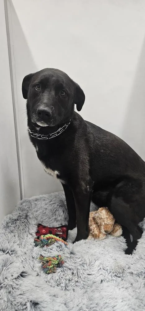 Stella Mccartney thumbnail 6