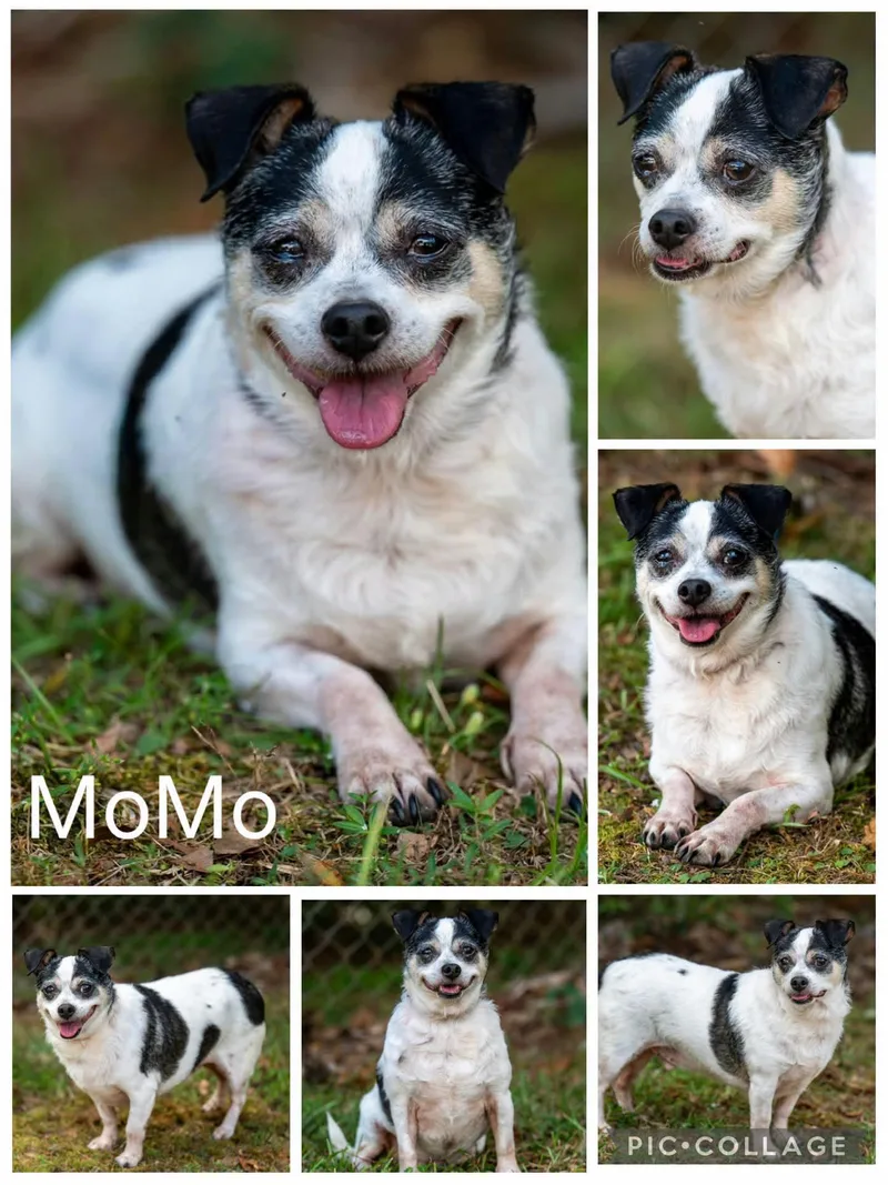 A senior small-sized male Chihuahua dog named Momo for adoption in Enterprise, AL