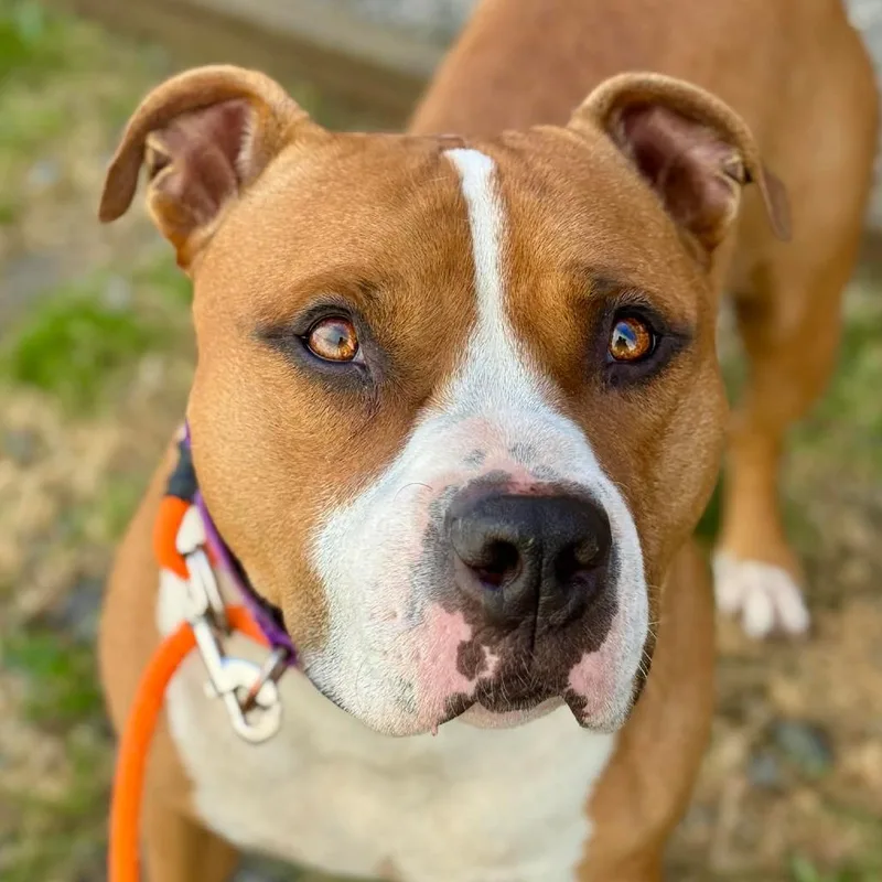 An adult large-sized male Yellow / Tan / Blond / Fawn Pit Bull Terrier dog named Zeek for adoption in Tacoma, WA
