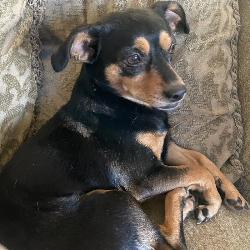 An adult small-sized male Chihuahua dog named Uno for adoption in Yucaipa, CA