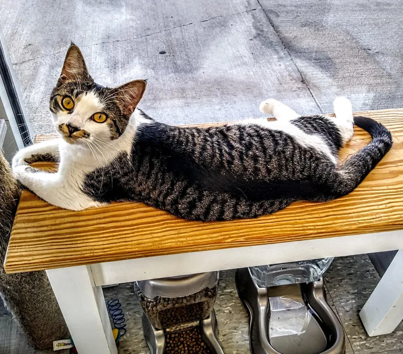 An adult medium-sized female Domestic Short Hair cat named C litter Agnes for adoption in Livonia, MI
