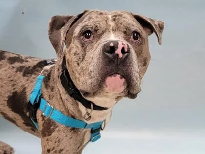 An adult large-sized male Pit Bull Terrier dog named Zeusy for adoption in Coon Rapids, MN