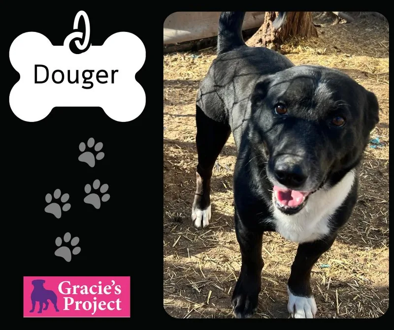 An adult medium-sized male Corgi dog named Douger for adoption in Canyon, TX