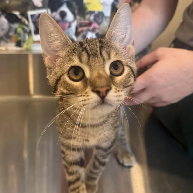 A baby small-sized male Brown / Chocolate Domestic Short Hair cat named Cat Damon for adoption in Louisville, KY