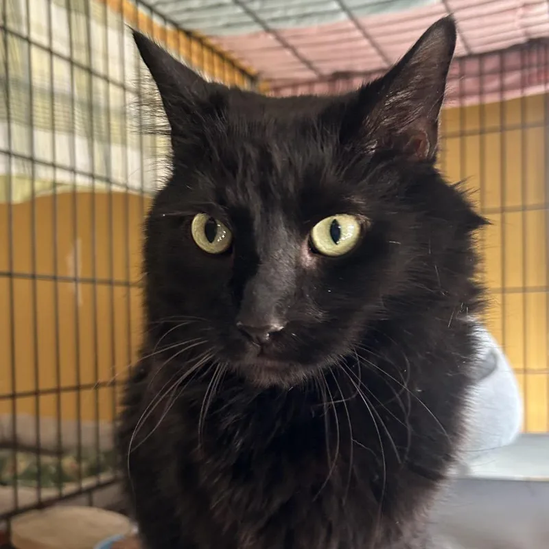 A senior extra large-sized male Black Domestic Long Hair cat named Charlie for adoption in Middletown, NY