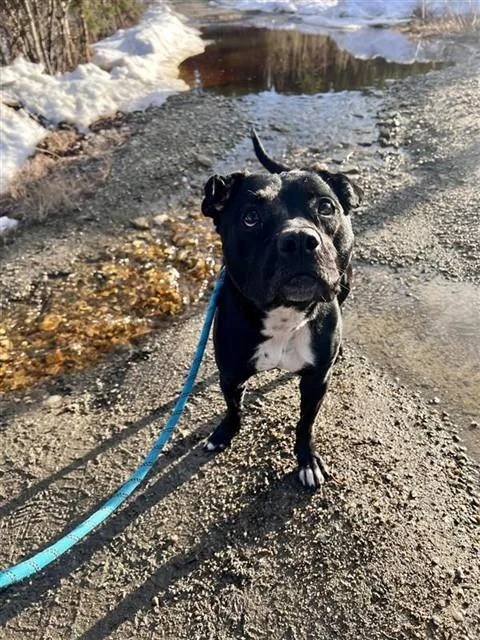 An adult medium-sized female Pit Bull Terrier dog named Cece for adoption in Fairbanks, AK