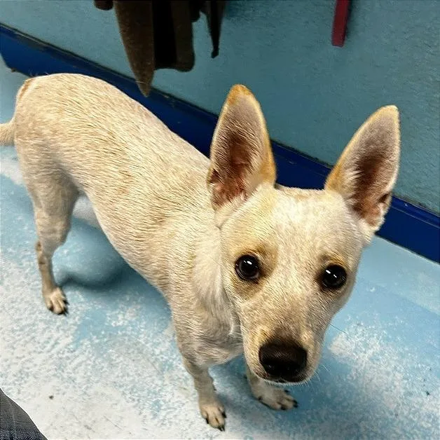 An adult small-sized female Yellow / Tan / Blond / Fawn Mixed Breed dog named Luna for adoption in Poplar Bluff, MO