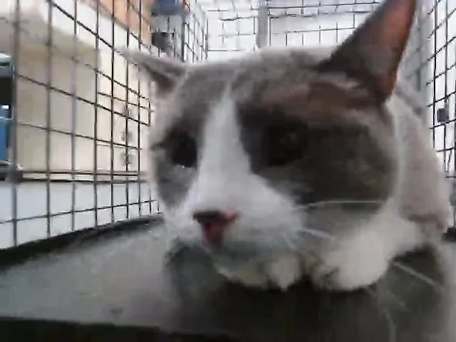 A young large-sized female Domestic Short Hair cat named Chubs for adoption in Tulsa, OK