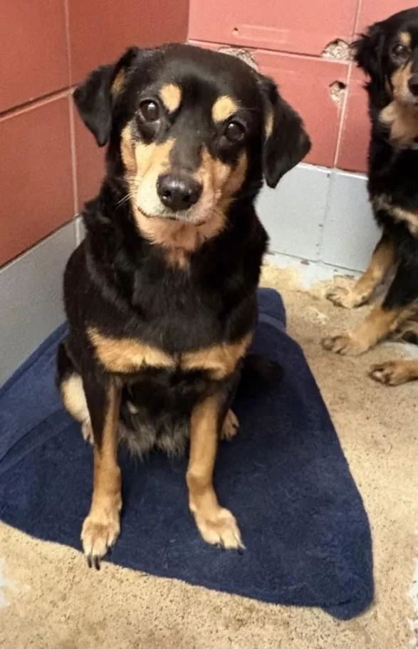 An adult medium-sized female Chihuahua dog named Sundae for adoption in Houston, TX