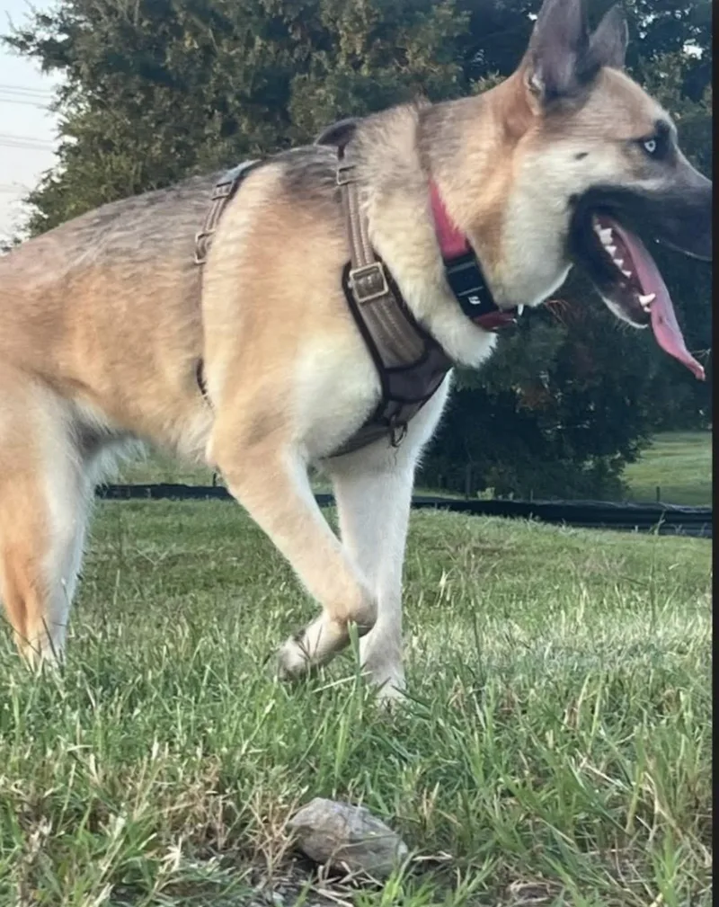 A young medium-sized female German Shepherd Dog dog named Luna for adoption in conroe, TX