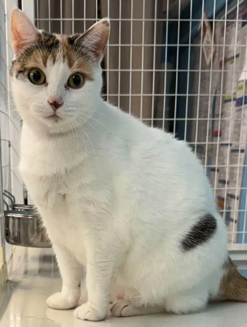 An adult medium-sized female Domestic Short Hair cat named Beans for adoption in Claremont, NH