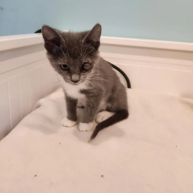 A baby small-sized female Domestic Short Hair cat named Celia May for adoption in Bel Air, MD