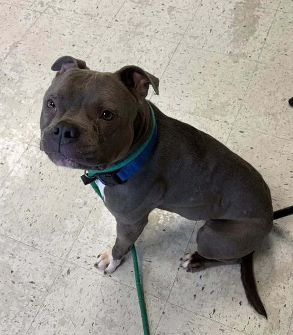 An adult medium-sized male American Bully dog named Squish for adoption in Salt Lake City, UT