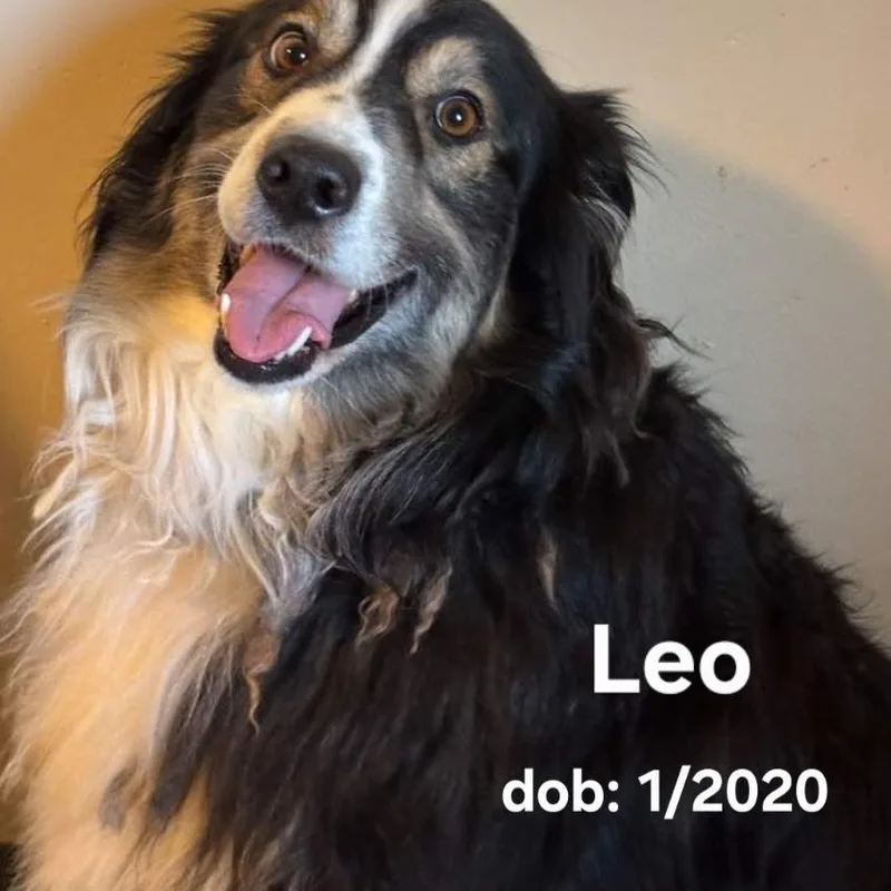 Leo