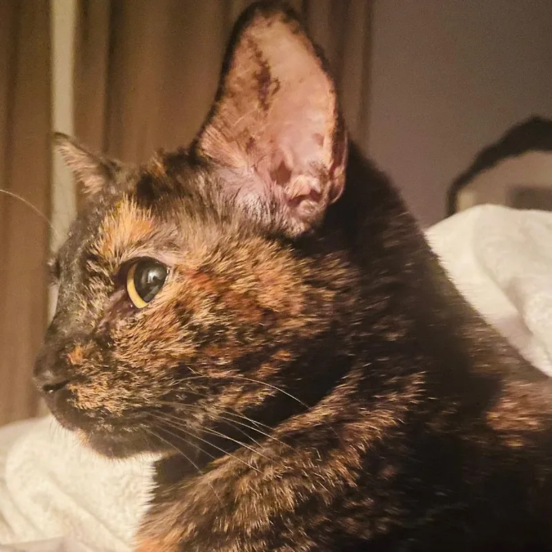 Phoebe Viii thumbnail 2