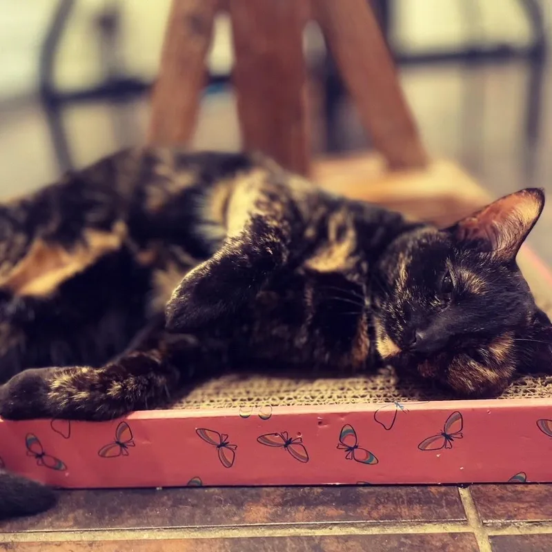 Phoebe Viii thumbnail 3