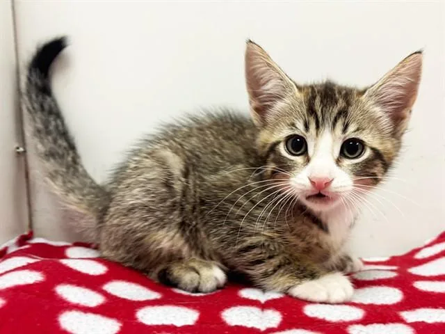 A baby small-sized male Domestic Short Hair cat named Jimbo for adoption in Sacramento, CA