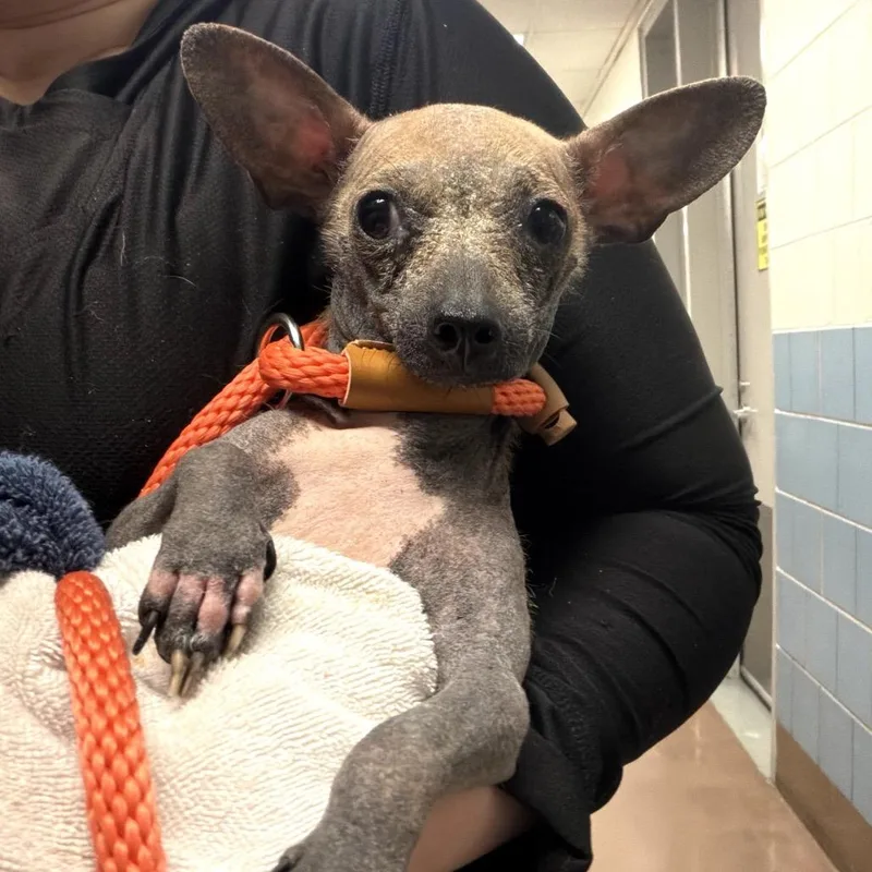 A young small-sized male Brown / Chocolate Xoloitzcuintli / Mexican Hairless dog named Astronaut for adoption in Northbrook, IL