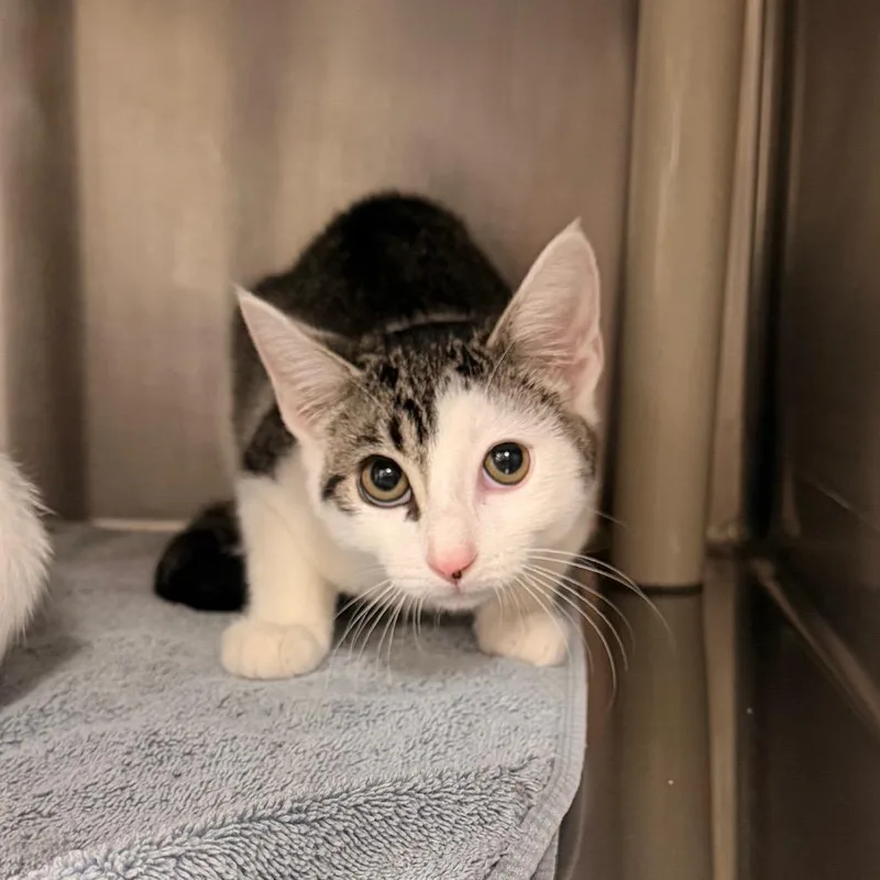 A baby small-sized male Domestic Short Hair cat named Solar for adoption in Indianapolis, IN