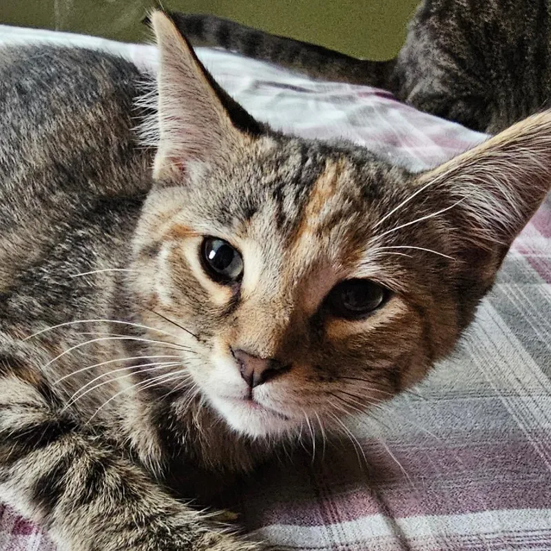 A baby small-sized female Tortoiseshell Domestic Short Hair cat named Gladiola for adoption in Grinnell, IA