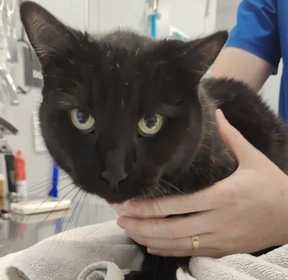 An adult large-sized male Domestic Short Hair cat named El Tre for adoption in Lafayette, IN