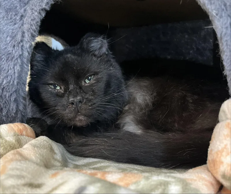 An adult medium-sized male Black & White / Tuxedo Domestic Medium Hair cat named Joshua for adoption in Seville, OH