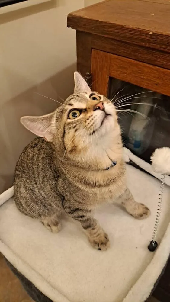 A baby medium-sized male Domestic Short Hair cat named Finch for adoption in O'Fallon, MO