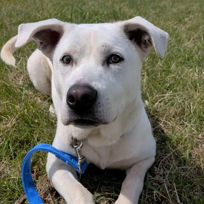 An adult medium-sized male White / Cream Labrador Retriever dog named Manny for adoption in Norfolk, NE