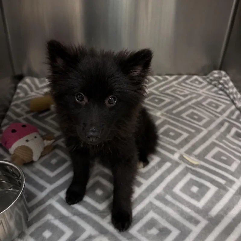 A baby small-sized male Black Mixed Breed dog named Percy for adoption in Titusville, FL