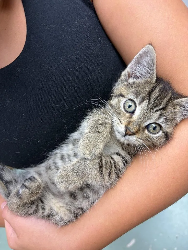 A baby medium-sized female Domestic Short Hair cat named Becky for adoption in Hamilton, OH