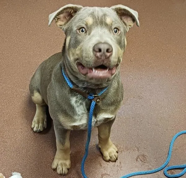 A young medium-sized male Pit Bull Terrier dog named Duke Aka Max for adoption in Oakland, CA
