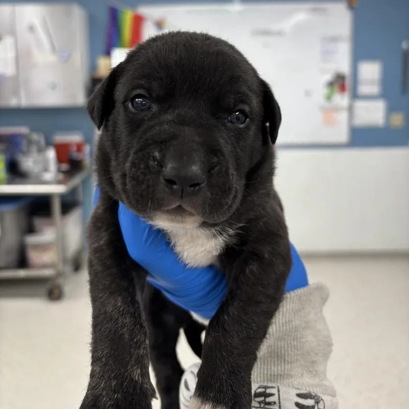 A baby small-sized male Mixed Breed dog named Bjour for adoption in Indianapolis, IN