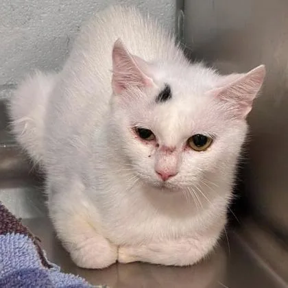 An adult small-sized female Domestic Short Hair cat named Olympia for adoption in Gastonia, NC