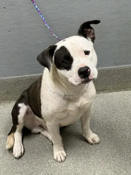 A young large-sized male Pit Bull Terrier dog named Spindell for adoption in Las Vegas, NV