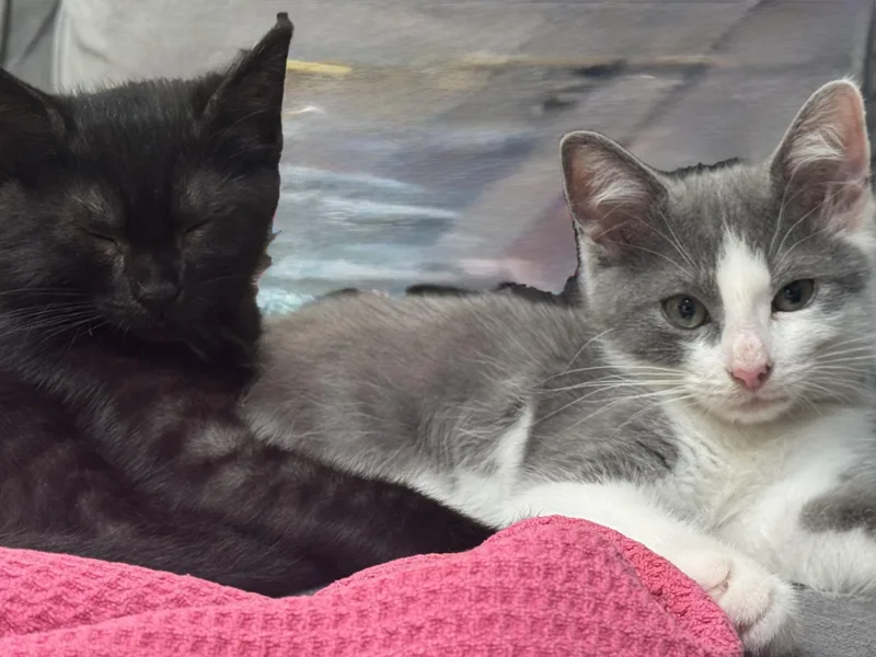 A baby small-sized female Gray & White Domestic Short Hair cat named Sprout for adoption in Alexandria, VA
