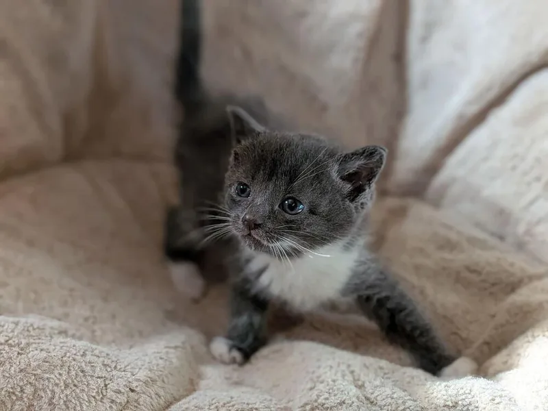 A baby medium-sized female Gray & White Domestic Short Hair cat named Ciabatta for adoption in Clinton Township, MI