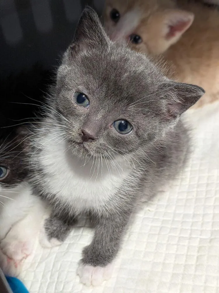 Ciabatta thumbnail 2