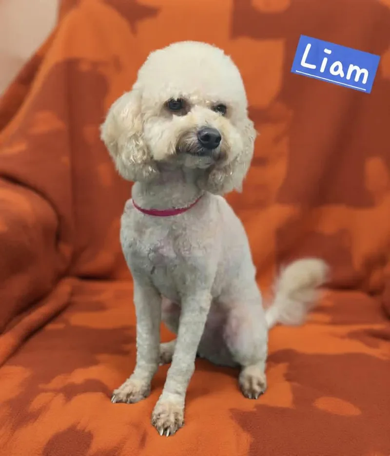 An adult small-sized male Yellow / Tan / Blond / Fawn Miniature Poodle dog named Liam for adoption in Wheelersburg, OH
