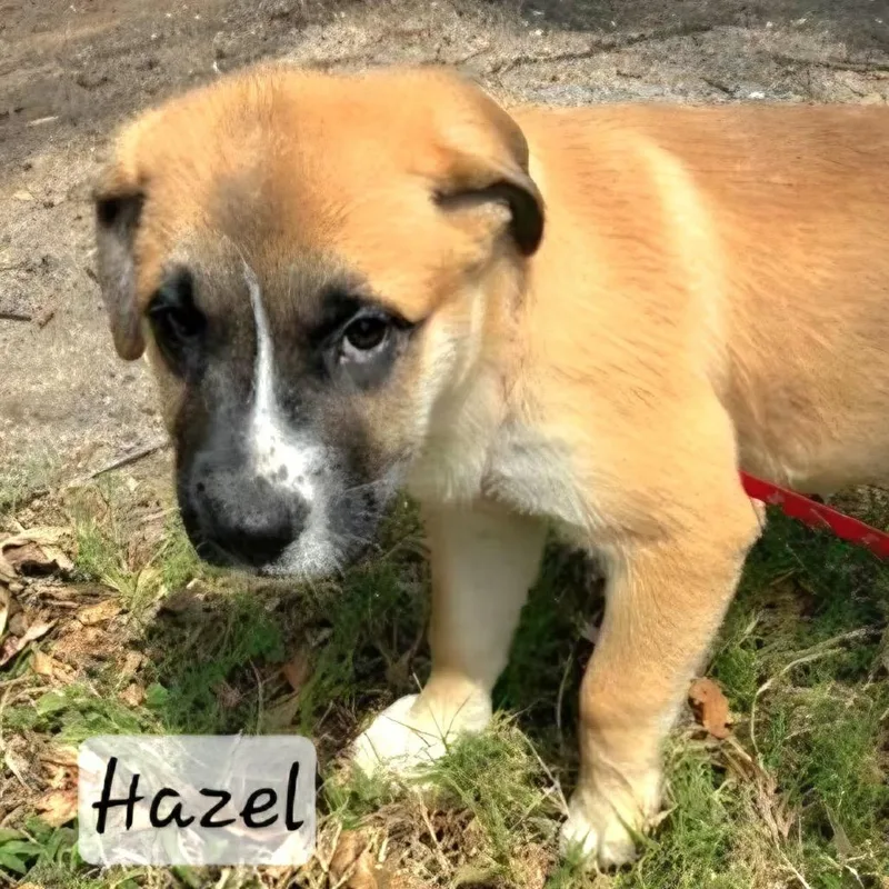 A baby large-sized female Mastiff dog named Hazel for adoption in Wadena, MN