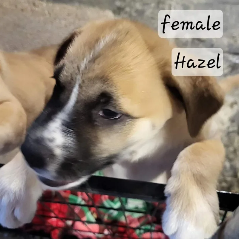 Hazel thumbnail 2