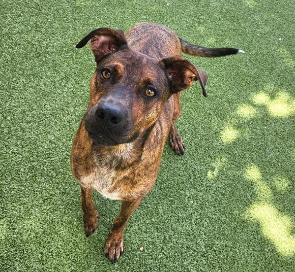 An adult large-sized male Mixed Breed dog named Rex for adoption in Austin, TX
