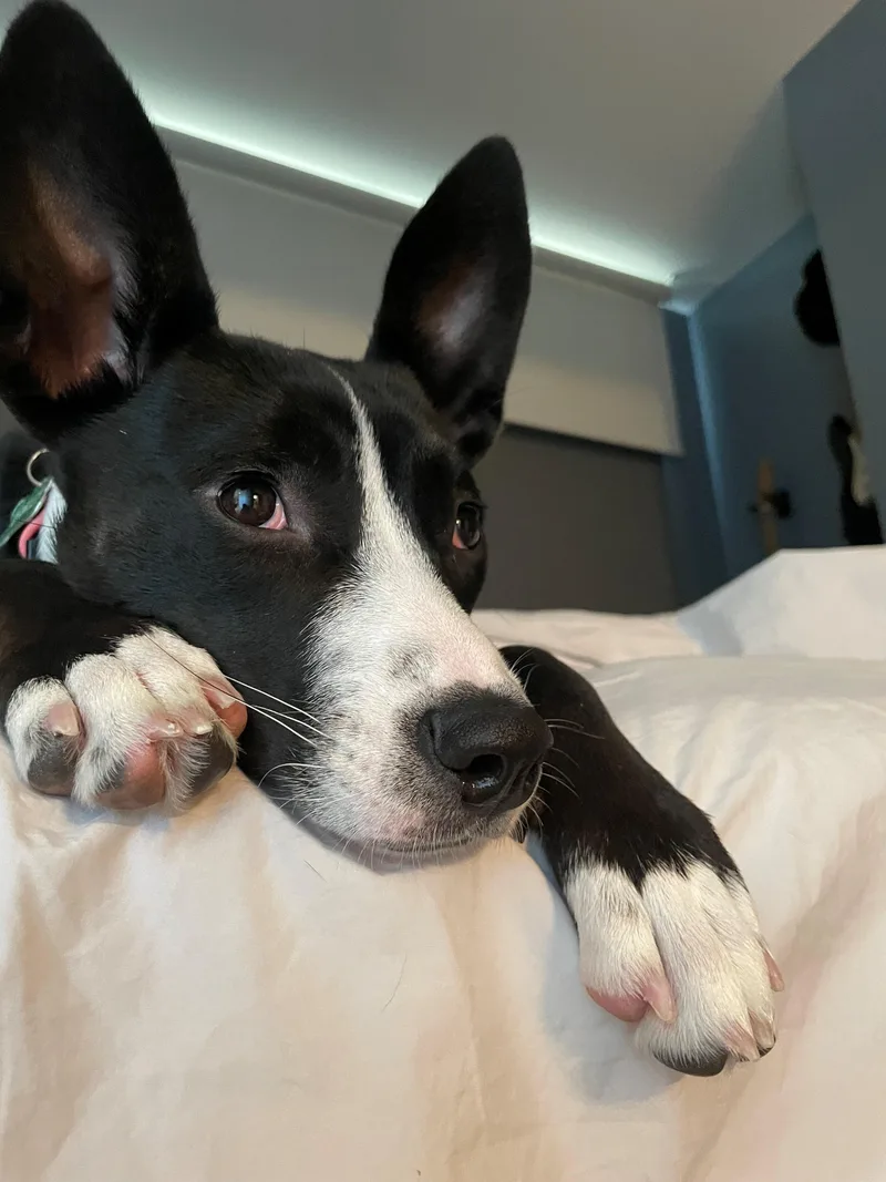 An adult medium-sized female Black Bull Terrier dog named Oakley for adoption in Bristol, VT