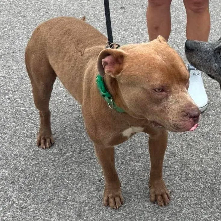 An adult large-sized male Brown / Chocolate Mixed Breed dog named Shrimp for adoption in Huntington, WV