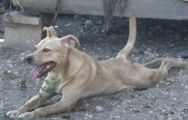 A young medium-sized male Yellow / Tan / Blond / Fawn Australian Kelpie dog named Linus for adoption in Rockdale, TX