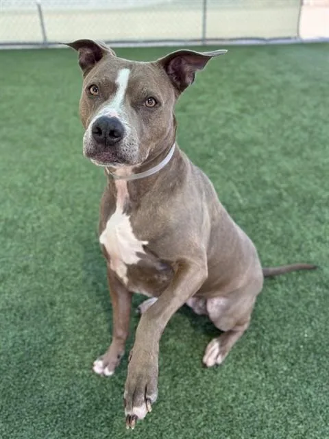 An adult large-sized female Pit Bull Terrier dog named Zoey for adoption in Castaic, CA